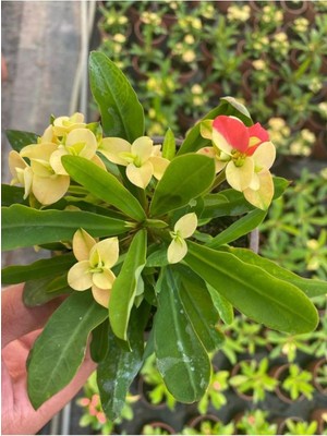 Şanal Nura Botanik Sarı Milli Dikenler Tacı Çiçeği, 1 Adet, 15-30CM Saksılı, Euphorbia