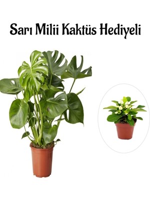 Şanal Nura Botanik Sarı Milli Hediyeli Parlak Geniş Yapraklı Deve Tabanı Bitkisi