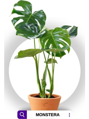 Şanal Nura Botanik Monstera - Deve Tabanı Bitkisi, 70-90 Cm, Yeşil