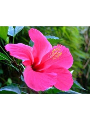 Şanal Nura Botanik Japon Gülü Pembe Çiçeği Fidanı, 60 cm Saksılı
