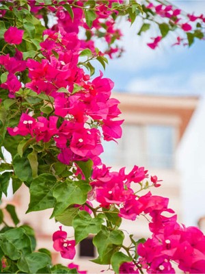 Şanal Serada Decor & Plant Sarmaşık Begonvil Çiçeği, 40-50 Cm, 1 Adet Saksılı, Pembe