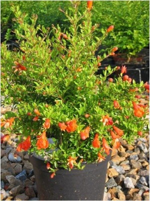 Şanal Gardenbox Bodur Süs Narı Çiçeği, 20-40 Cm, 1 Adet Saksılı, Kırmızı Çiçekli