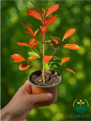 Şanal Gardenbox Alev Ağacı Photinia Red Robin Fidanı, 20-30 Cm, Dış Mekan Çit Bitkisi