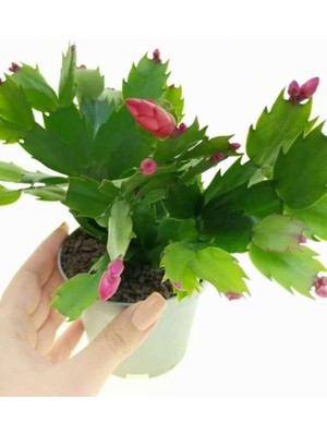 Şanal Nura Botanik Pembe Yılbaşı Çiçeği Fidanı, Saksılı, Schlumbergera, 1 Adet