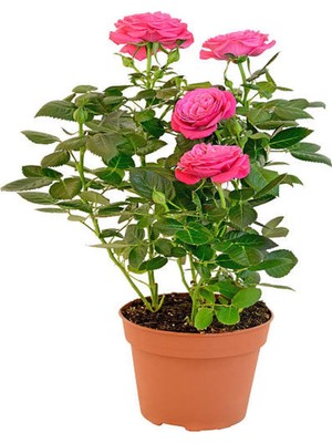 Şanal Nura Botanik Saksılı Aşılı Gül, Pembe Renkli, 40-50 Cm, 1 Adet