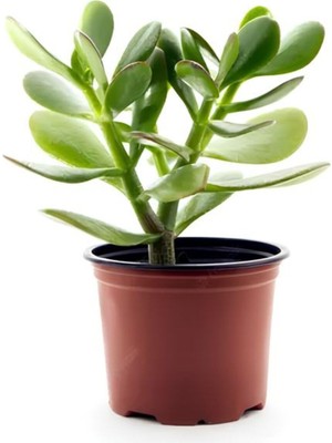 Şanal Gardenbox Crassula Ovata Para Çiçeği, 15-25 cm Saksılı, Yeşil
