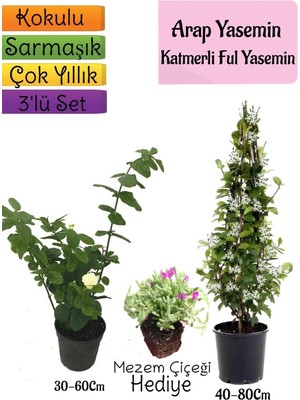 Şanal Gardenbox Kokulu Arap Yasemini, Katmerli Ful Yasemin, Mezem Çiçeği Hediyeli 3'lü Bahçe Seti