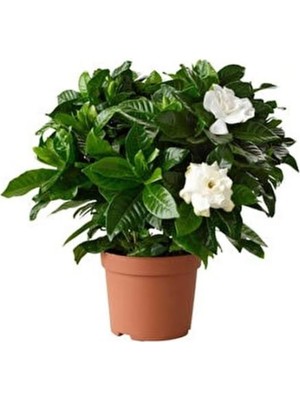 Şanal Nura Botanik Vip Gardenya Bitkisi, Mükemmel Form, 25-40 cm