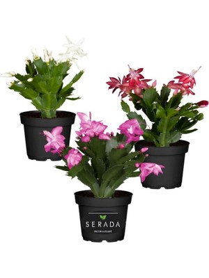 Şanal Nura Botanik Schlumbergera Truncata 3 Adet Farklı Renklerde Yılbaşı Çiçeği, 15-20 cm