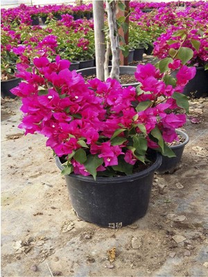 Şanal Serada Decor & Plant Çiçekli Bodur Begonvil, Saksıda, Fuşya Renkli, 15-30 Cm, 1 Adet