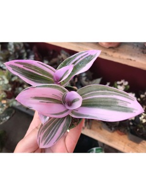 Şanal Nura Botanik Tradescantia Nanouk Pembe Telgraf Çiçeği, 5,5cm Saksı