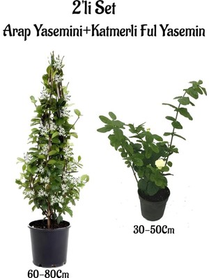 Şanal Serada Decor & Plant Kokulu Bahçe Seti, Arap Yasemini + Katmerli Ful Yasemin Çiçeği Fidanı, 2'li Set
