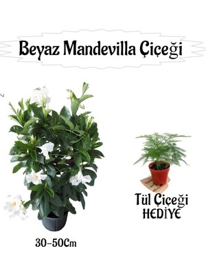 Şanal Nura Botanik Beyaz Mandevilla Çiçeği Saksılı + Tül Kuşkonmaz Çiçeği Hediyeli Set, 30-50CM, Çok Renkli