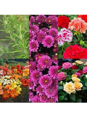 Şanal Gardenbox 8'li Karışık Mezarlık Üstü Çiçekleri, 5-15 cm Tüplü Çiçekli Bodur Bitkiler