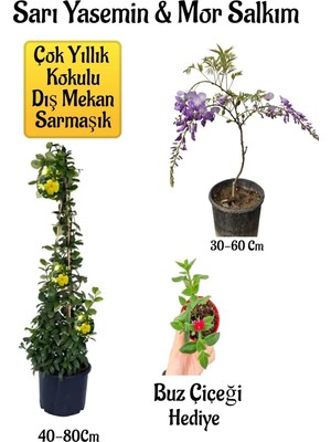 Şanal Gardenbox Sarı Yasemin Çiçeği, Mor Salkım Ağacı Fidanı, Buz Çiçeği Hediyeli Peyzaj Seti, Çok Renkli