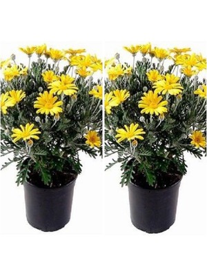 Şanal Nura Botanik Çalı Papatyası Sarı, 25-30 Cm, 2 Adet Saksılı Canlı Bitki