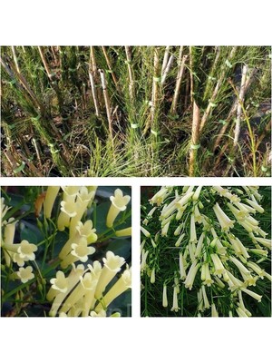 Şanal Gardenbox Beyaz Mercan Çiçeği (Russelia Equisetiformis), 30-60 Cm, Saksılı, Dış Mekan Sarmaşık Bitkisi