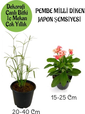 Şanal Nura Botanik Japon Şemsiyesi Saksılı + Pembe Milli Dikenler Tacı Saksılı Salon Bitkisi Seti, 20-40 cm + 15-25 cm