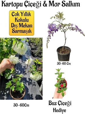 Şanal Serada Decor & Plant Mis Kokulu Hanımeli Çiçeği + Bordo Yeşil Yaprak Güzeli Hediye Peyzaj Seti, 30-60 cm