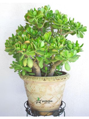 Şanal Nura Botanik Yeşim Bitkisi (Crassula Ovata) Saksıda Canlı 15-25 cm