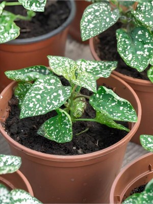 Şanal Gardenbox Beyaz Renk Çilli Yapraklı Hostes Çiçeği, 10-15 cm