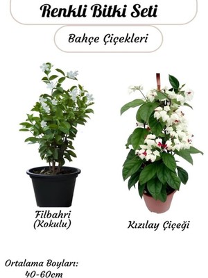 Şanal Renkli 2'li Sarmaşık Bitki Kızlay (Kanayan Kalpler)+ Filbahri Beyaz Ağaç Menekşesi