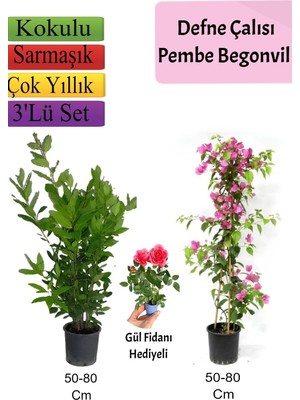 Şanal Nura Botanik Defne Çalısı, Pembe Begonvil, Gül Fidanı Hediyeli, 50-80 Cm, 3'lü Set
