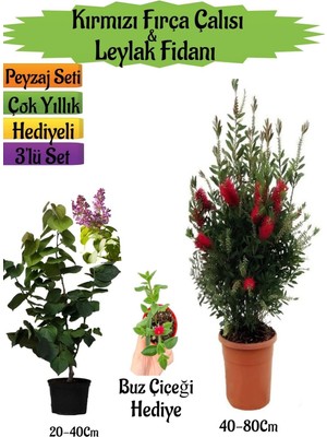 Şanal Serada Decor & Plant Kırmızı Fırça Çalısı, Kokulu Mor Leylak Fidanı, Buz Çiçeği Hediyeli Peyzaj Seti, Çok Renkli, 40-80CM