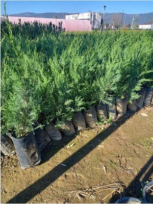 Şanal Nura Botanik 10 Adet Yeşil Leylandi Fidanı, Tüplü 40-60 Cm, Cupressocyparis Leylandii