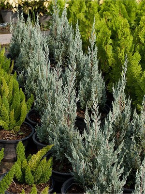 Şanal Serada Decor & Plant Leylandi Fidanı, 40-60 Cm, 1 Adet Saksılı Cupressocyparis Leylandii