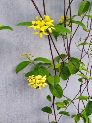Şanal Serada Decor & Plant Yasemin Çiçekli Kokulu Sarı Renkli, 50-80 Cm, 1 Adet Dış Mekan Bitkisi Jasminum Fruticans