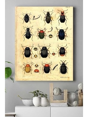 aklow akyoleticaret (PSTER15390) Böcek Koleksiyonu Vintage Kanvas Tablo 30 x 40
