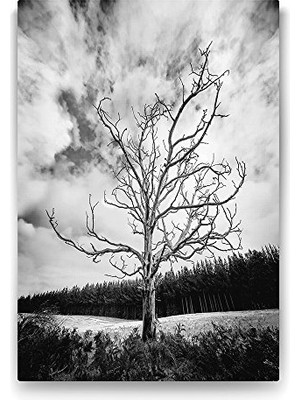 aklow akyoleticaret 40X60 cm Siyah Beyaz Kuru Ağaç Manzara Tablosu