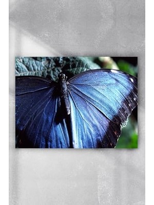 aklow akyoleticaret PSTER5554 Kelebek Hayvan Posteri 2 (80X115 Cm)