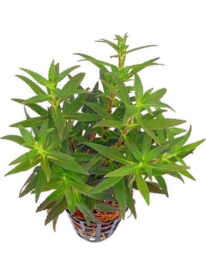 Şanal Limnophila Aromatica Saksı Canlı Bitki