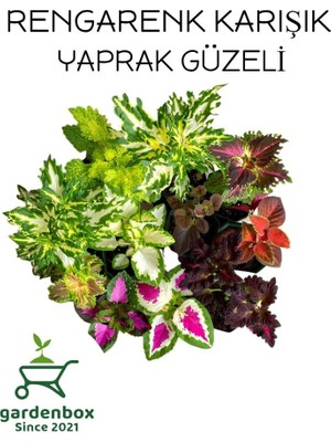 MSP Yaprak Güzeli Çiçeği 8 Adet Saksılı, SRD03022025BYB284