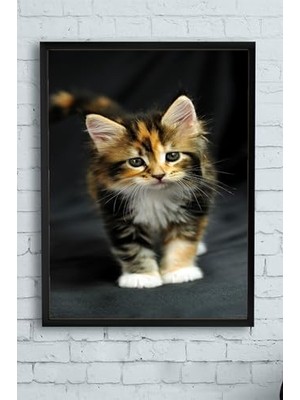 aklow akyoleticaret PSTER11543 Kedi Hayvan Çerçeveli Tablo 2 (30 x 40 Cm)