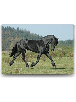 aklow akyoleticaret Siyah Arap Atı Görseli, 45X30 cm Dekoratif Tablo