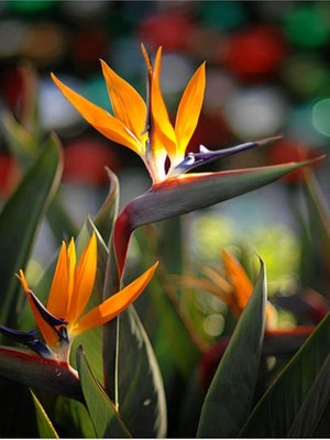 MSP Starliçe Cennet Kuşu Çiçeği Turna Gagası 1 Adet Saksılı Iç Mekan Ofis Bitkisi (Strelitzia)