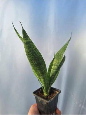 MSP Kılıcı Sansevaria Peygamber Kılıç Çiçeği 15-25 cm