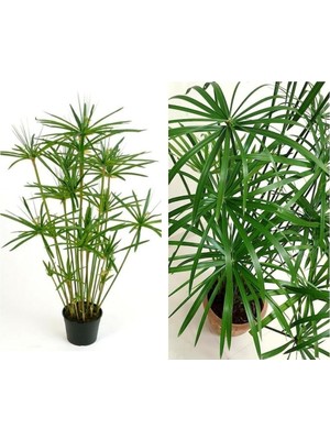 MSP Şemsiyesi Çiçeği, Cyperus Alternifolius Saksılı, 50-70 cm