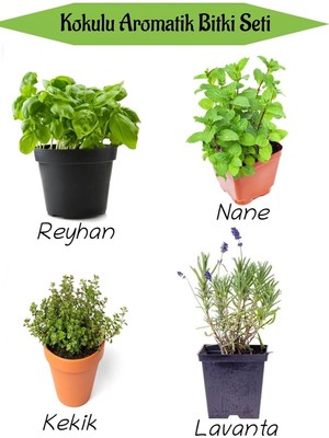Die Grup Tr Aromatik Kokulu Mutfak Seti Reyhan+Nane Fidanı+Kekik+Lavanta Fidesi 4 Adet, SRD010NA0821