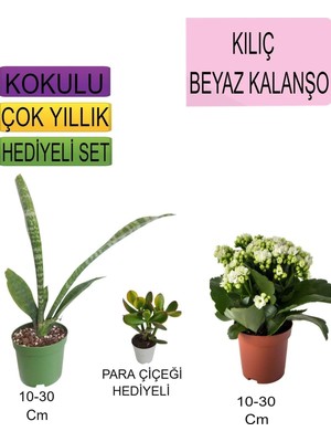 Die Grup Tr 3'lü Set Tek Dikim Kılıç+ Beyaz Kalanşo+ Hediyelik Para Çiçeği