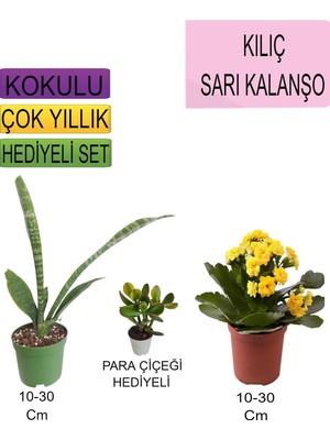 Die Grup Tr Avantajlı Ürünler 3'lü Set Tek Dikim Kılıç Sarı Kalanşo Para Çiçeği