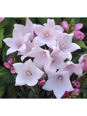 Balon Çiçeği (Katmerli) Pembe Renkli - 5 Tohum