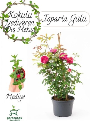 Formlu Yoğun Kokulu Pembe Gül Fidanı 1 Adet Saksılı 30-60CM + Buz Çiçeği