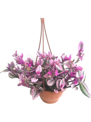 Telgraf Çiçeği Askılı Saksı, Pembe, BTSR482