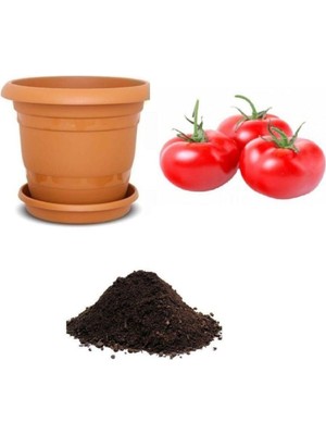 Gardenbox Nadir Erkenci Domates Tohumu, 10 Adet Seti, Toprak ve Saksı Dahil