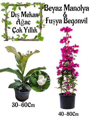 Kokulu Manolya Ağacı 1 Adet Saksılı+Fuşya Renk Begonvil 1 Adet Saksılı Bahçe Seti, BTS0106NA38