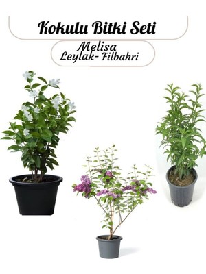 Saksılı Balkon Bahçesi Seti Filbahri- Melisa ve Leylak Ile Mini Bahçenizi Kurun